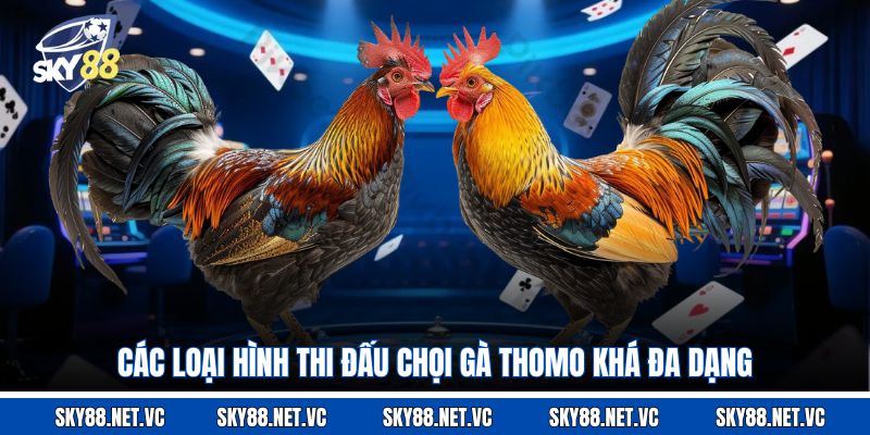 Các loại hình thi đấu chọi gà Thomo khá đa dạng