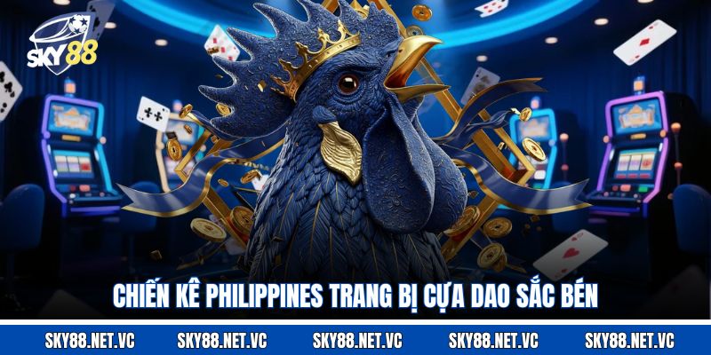 Chiến kê Philippines trang bị cựa dao sắc bén